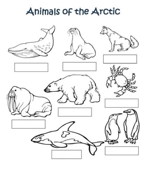 Write The Names of the Arctic Animals coloring page - Download, Print ...