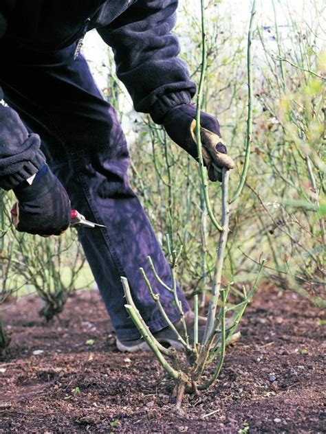 Winterizing Rose Bushes | Planting roses, Rose bush, Winter garden