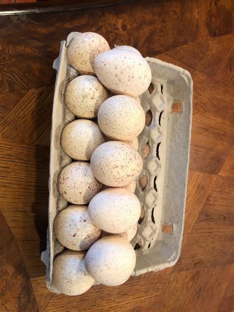 Turkey eggs for sale $2 each for Sale in Hesperia, CA - OfferUp