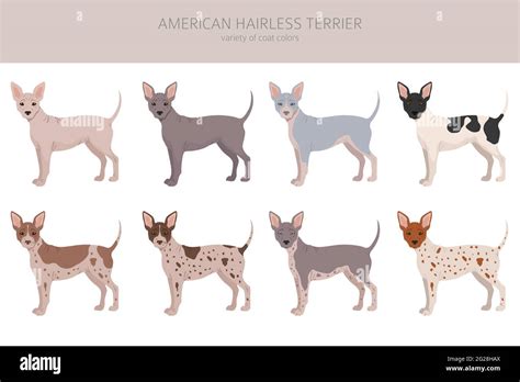 American hairless terrier all colours clipart. Different coat colors ...