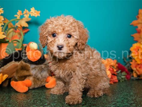 Miniature Poodle - Pet City Pet Shops