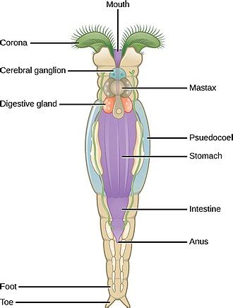 Rotifer - Wikipedia