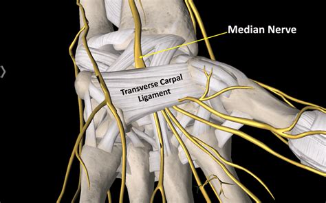 Transverse Carpal Ligament