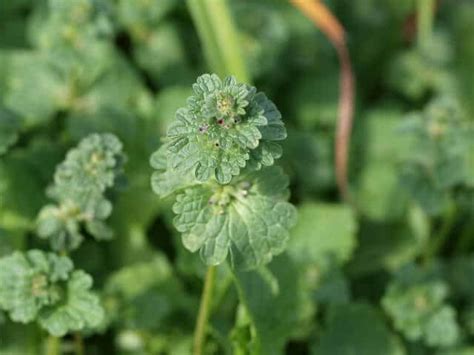 Henbit, The Elegant and Nutritious Wild Edible - Eat The Planet