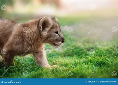 Portrait of a Lion Cub stock photo. Image of beautiful - 184982536