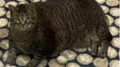 Zach, 30-pound cat is looking for an active home this New Year | 8News