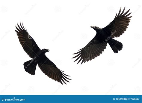 Image of Black Crow Flying on White Background. Animal Stock Image - Image of flying, looking ...