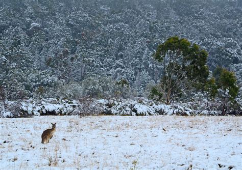 Snowfall in Queensland, Australia