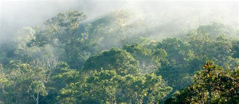 The Peruvian Amazon – Rainforest Trust