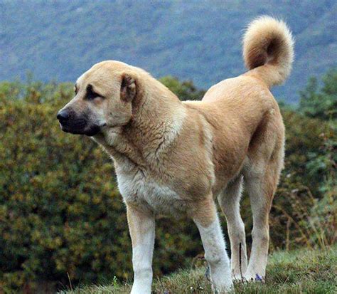 Dogs in Ancient Armenia - PeopleOfAr