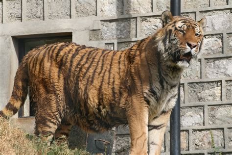 File:Siberian Tiger - Nainital Zoo.JPG - Wikimedia Commons