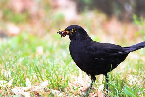 Attracting Birds That Eat Pests to Your Garden - Garden Lovers Club