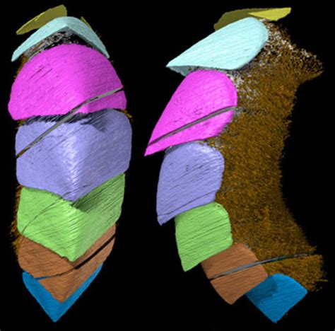 Classe Aplacophora e Monoplacophora: Fóssil recriado em imagem 3D