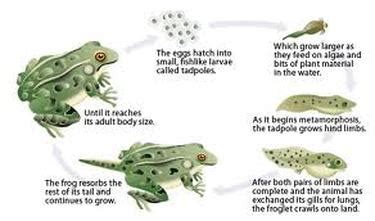 Life Cycle - Endangered Strawberry Poison Dart Frog