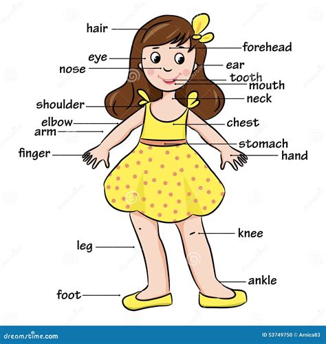 Criança Dos Desenhos Animados Vocabulário Das Partes Do Corpo Ilustração do Vetor - Imagem: 53749750