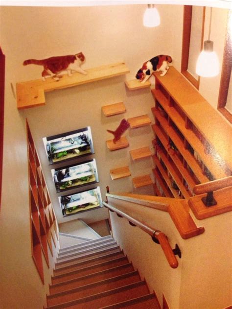 Cat stairs, Cat room, Cat shelves