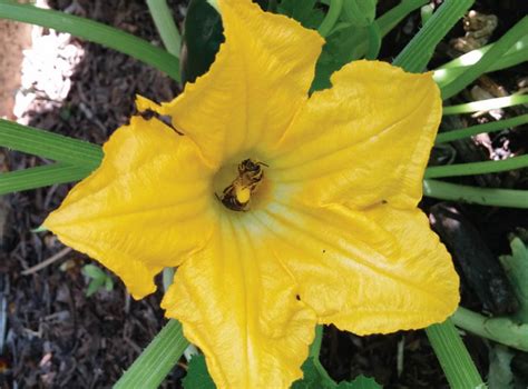 Squash Pollination – Native-Seeds-Search