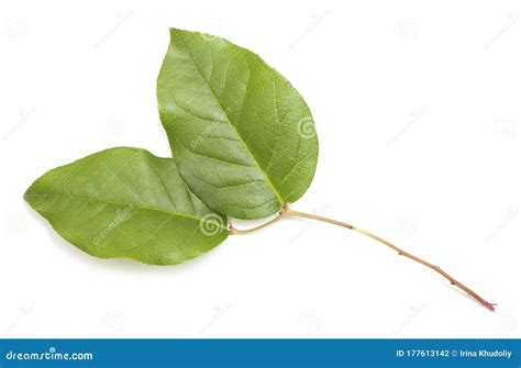 Salal leaves stock photo. Image of fresh, flower, plant - 177613142