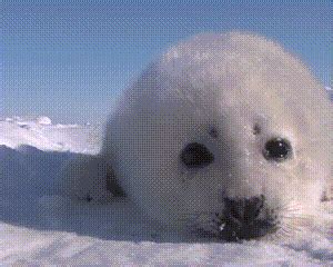 Pin by 𝖛𝖆𝖑 on familiars in 2023 | Cute animals, Seal gif, Silly animals