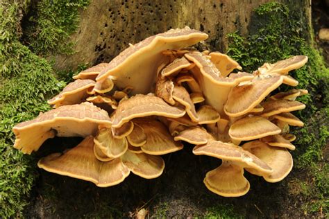 Giant Polypore - Meripilus giganteus | Directree