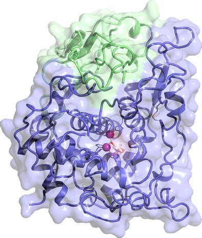 Structure and Function of Human Tyrosinase and Tyrosinase‐Related ...