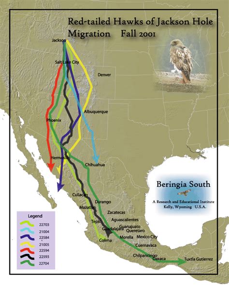 Raptor Migrations — Craighead Beringia South