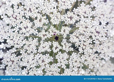 White Flower Ammi Majus, Macro Stock Image - Image of macro, texture ...