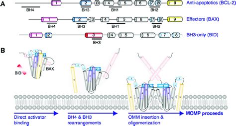 BCL-2 Family Composition and Membrane Permeabilization (A) The BCL-2... | Download Scientific ...