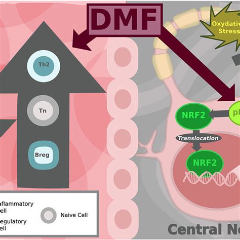 Mechanism of action of dimethyl fumarate. | Download Scientific Diagram