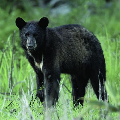 Louisiana Wildlife and Fisheries Foundation