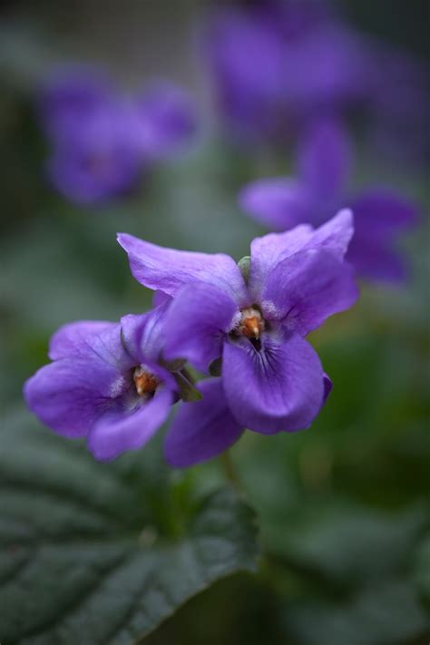 Viola odorata, 'Queen Charlotte' Seeds £2.82 from Chiltern Seeds - Chiltern Seeds Secure Online ...