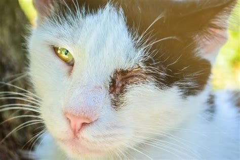 Is Cat Eye Infection Contagious to Humans? - THE CAT SPACE