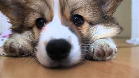 Eevi the fluffy corgi puppy - YouTube