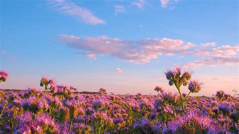 Phacelia Flower Fields | ProArtInc