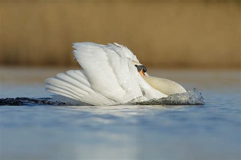 Mute Swan & Cygnets - Paul Miguel Wildlife Photography