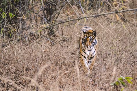 Wildlife experience in India: Get ready to experience the best of wildlife