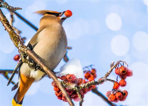 Wonderful Waxwings: All About the Bohemian and Cedar Waxwings | The Old ...