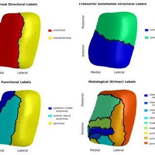 Distribution of collateral sulcus variants. | Download Scientific Diagram