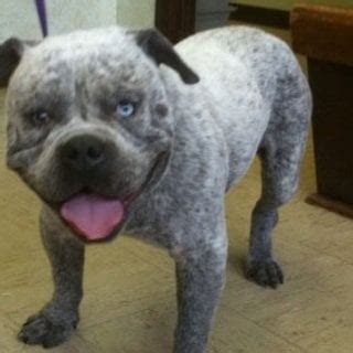 Bulldog x Blue heeler : aww