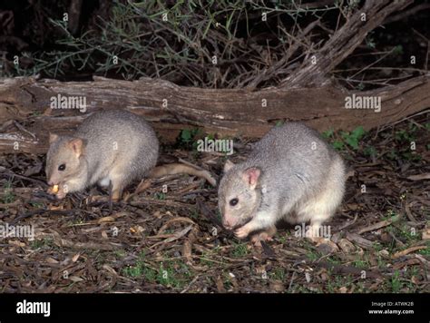 Burrowing Bettong Boodie Bettongia lesueur Endangered species Photographed in Victoria Australia ...