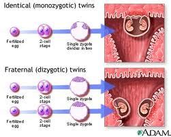 All About Twins : Fraternal Twins