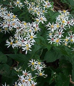 Aster divaricatus white wood aster from North Creek Nurseries