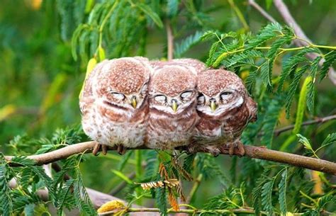 These 15 Photos Of Birds Cuddling Together For Warmth Are So ...