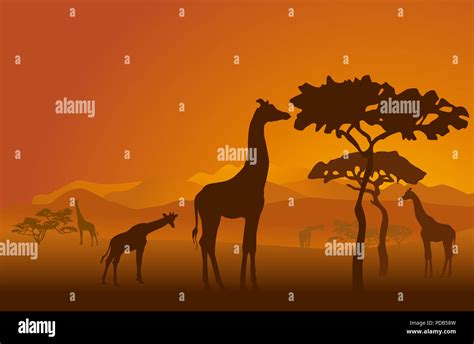 Silhouettes of giraffes in national park of Kenya Stock Photo - Alamy