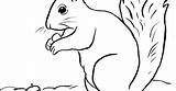 Squirrel Coloring Page  Art Starts sketch template