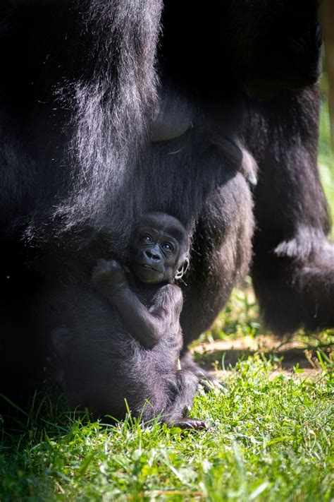 Columbus Zoo shares new photos of 2-month-old gorilla | WTTE