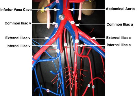 Pin by Daffodilcooper on BSC2086 | Anatomy, Arteries anatomy, Anatomy and physiology