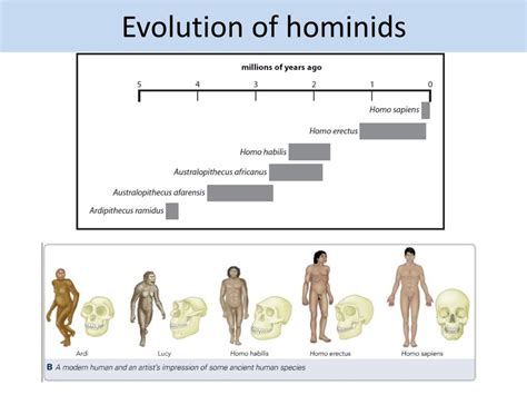 PPT - Evolution of hominids PowerPoint Presentation, free download - ID ...