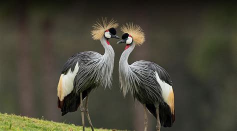 Crowned Crane | San Diego Zoo Safari Park