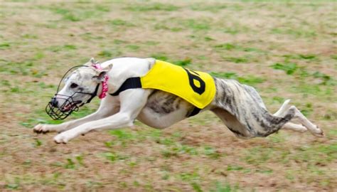 20 Fastest Dog Breeds in the World - Spoiled Hounds